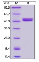 Human GITR, Mouse IgG2a Fc Tag, low endotoxin on SDS-PAGE under reducing (R) condition. The gel was stained overnight with Coomassie Blue. The purity of the protein is greater than 95%.